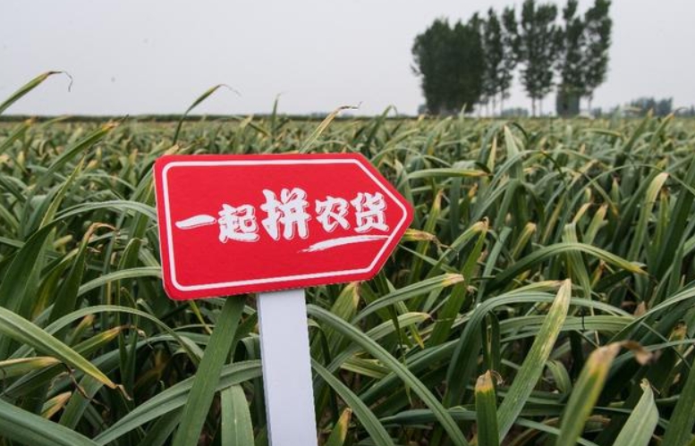 專家熱議拼多多引領電商西進：打通物流“堵點”，激發西部市場潛力